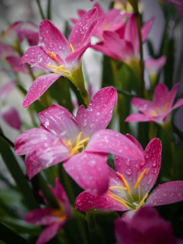 बारिश के मौसम में लगाएं ये पौधे, आपका बगीचा दिखेगा तरोताजा