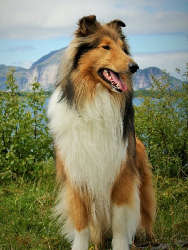 Top 7 Most Loyal Dog Breeds  in the world